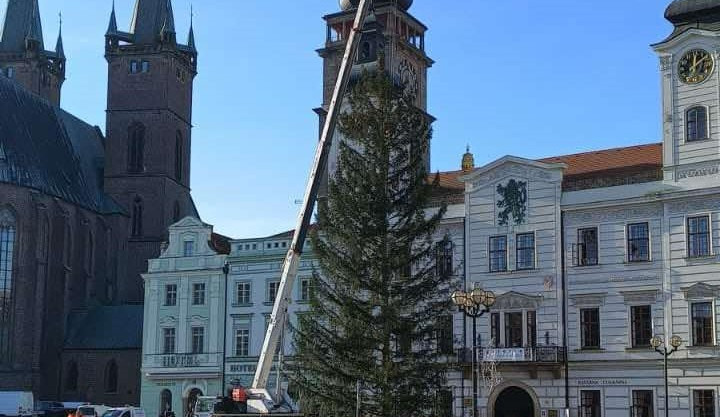 Hradec Králové už má svůj vánoční strom na Velkém náměstí. Patří mezi největší v republice