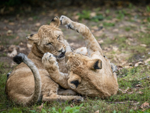 Lvíčata berberská opustila dvorské Safari, už mají nový domov