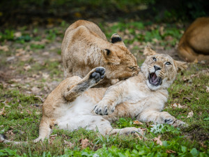 Lvíčata berberská opustila dvorské Safari, už mají nový domov