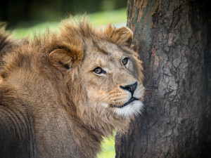 Lvíčata berberská opustila dvorské Safari, už mají nový domov