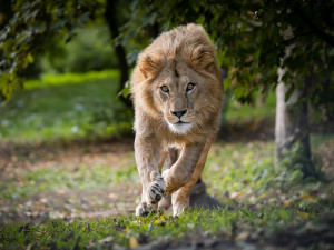 Lvíčata berberská opustila dvorské Safari, už mají nový domov