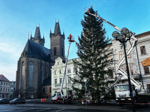 Vánoční strom dneska slavnostně rozsvítí Hradec, Dvůr Králové i Trutnov