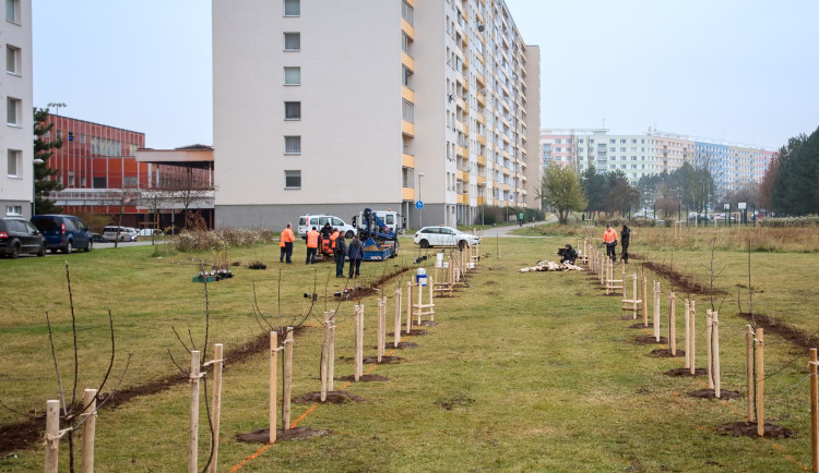 U hradecké Benešovky budou lidé sklízet třešně, angrešt i jablka