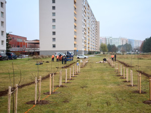 U hradecké Benešovky budou lidé sklízet třešně, angrešt i jablka