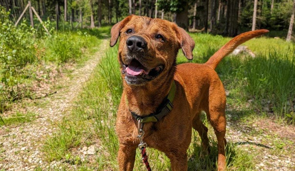 Čtyřletý Viktor, který čeká v Azylu na nový domov