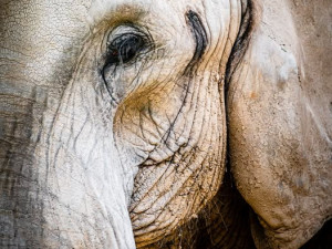 Safari Park přišel o slonici Drumbo. Veterináři se rozhodli, že ji z anestezie už neprobudí