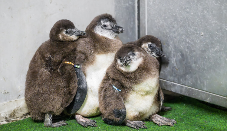 Ojedinělý příběh ze Safari Parku: Tučňáci samci adoptovali a odchovali mládě