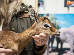 Safari Park má první mládě roku 2025. Je jím malá antilopa