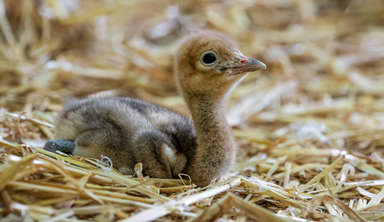 Safari Park slaví historický úspěch s prvním mládětem jeřába rajského