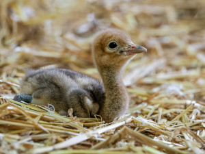 Safari Park slaví historický úspěch s prvním mládětem jeřába rajského