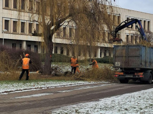 Hradec  Králové pokácí 200 stromů. V plánu jich má vysadit zhruba 600