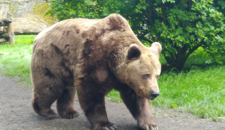 Veterinář musel uspat Ludvíka, medvěda ze zámku v Náchodě