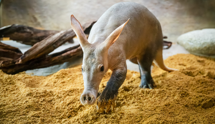 V Safari Parku můžete teď zase o něco blíž krokodýlům i slonům