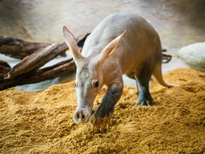 V Safari Parku můžete teď zase o něco blíž krokodýlům i slonům