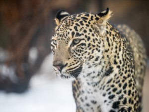 V Safari Parku můžete teď blíž zase o něco blíž krokodýlům i slonům