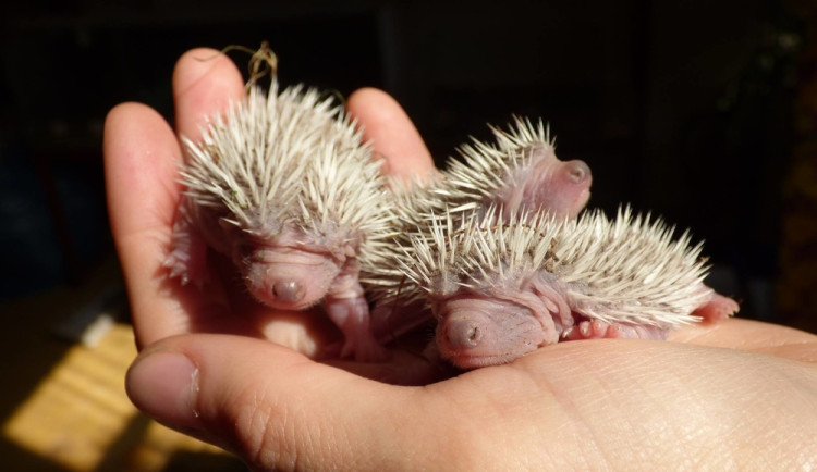 Osiřelá mláďata i exotické druhy. Záchranná stanice brněnské zoo už pomohla tisícům zvířat