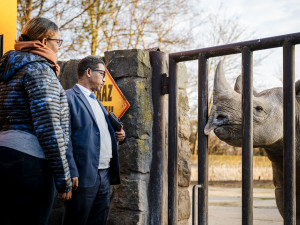 Safari Park Dvůr Králové bude v Etiopii pomáhat se záchranou husic a vodušek