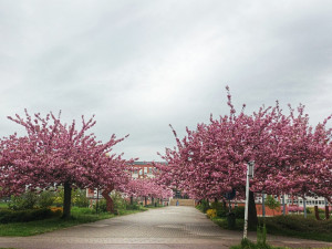 Hradec láká učitele: 55 tisíc na ruku a jisté místo ve škole