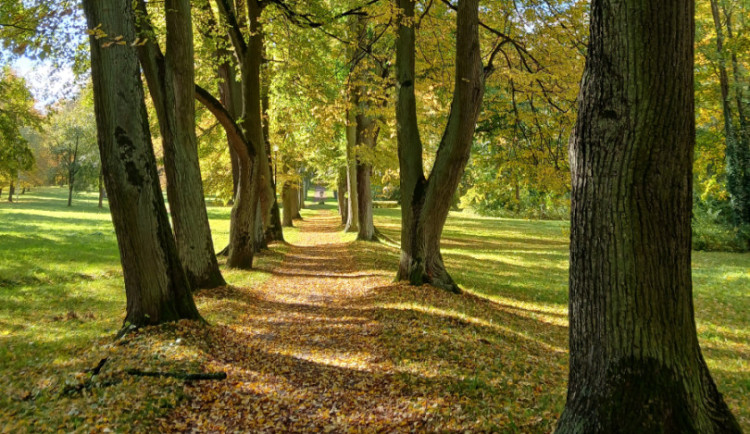 Nejoblíbenější alejí v kraji je ta v Josefově. Celorepublikově skončila na pátém místě