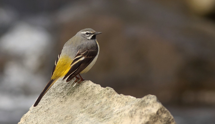 Samec konipasa horského má ve svatebním šatě černou skvrnu na bradě_foto_Jiří Bartoš