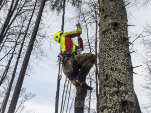 Správci KRNAP zachraňují genofond krkonošských jedlí, kterých výrazně ubylo