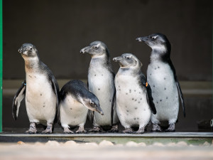 Malí tučňáci jsou venku, Safari Park Dvůr Králové láká na unikátní podívanou