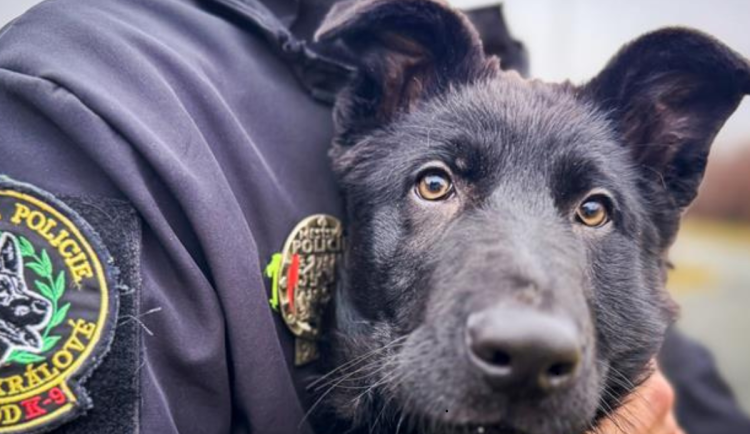 Městská policie cvičí nového čtyřnohého parťáka. Jmenuje se Iraq