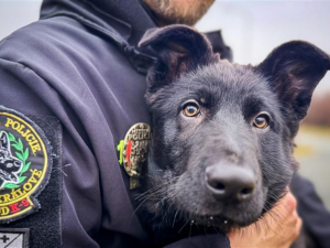 Městská policie cvičí nového čtyřnohého parťáka. Jmenuje se Iraq