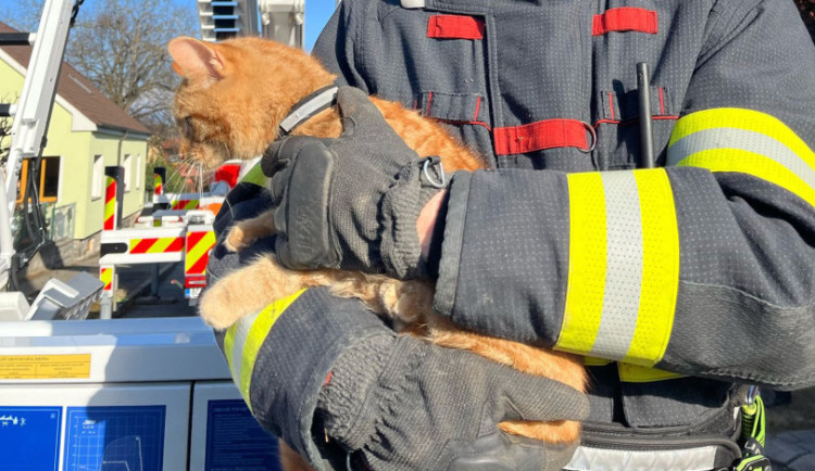 Zrzavé kotě uvízlo na dva dny v desetimetrové výšce, zachránili ho hasiči z Českých Budějovic