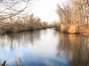 Revitalizace říčního ramene Labe v Semonicích přináší naději pro ohrožené druhy