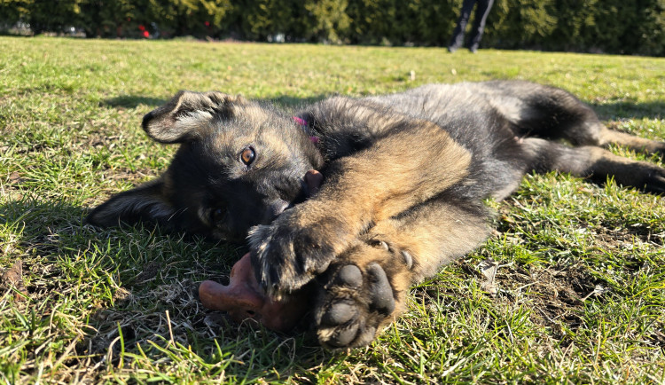 Moravskoslezská policie má nové čtyřnohé parťáky. Štěnata Logan a Morenna brzy budou na stopě zločinu