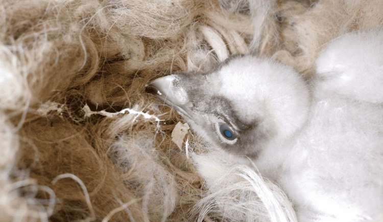 Orlosupům z liberecké zoo se letos nepodařilo odchovat vlastní mládě, stali se alespoň náhradními rodiči