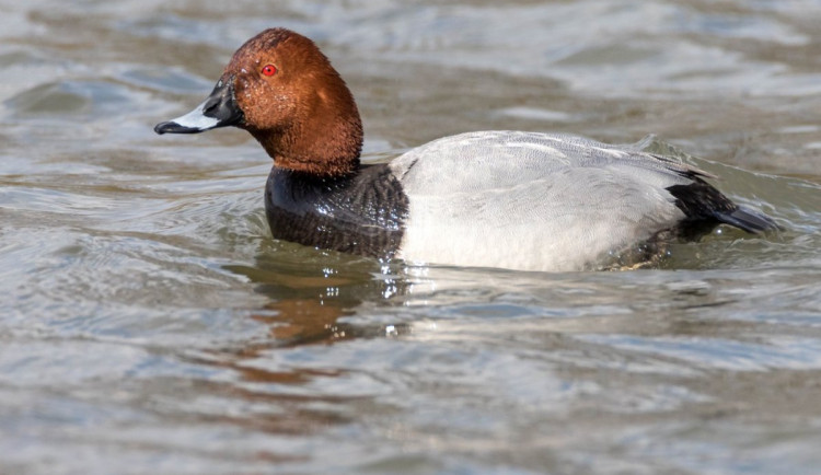 Nová vyhláška ochrání celosvětově ohrožené ptáky. Lov poláků i lysek je už v Česku minulostí