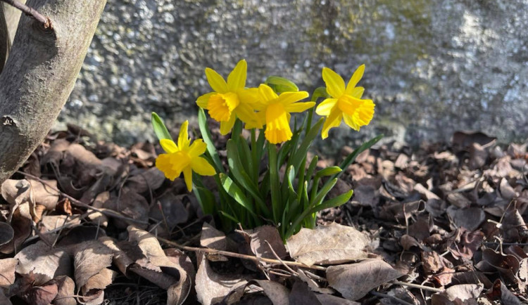 Vrací se jaro, teploty porostou. Už v neděli může být až dvacet stupňů