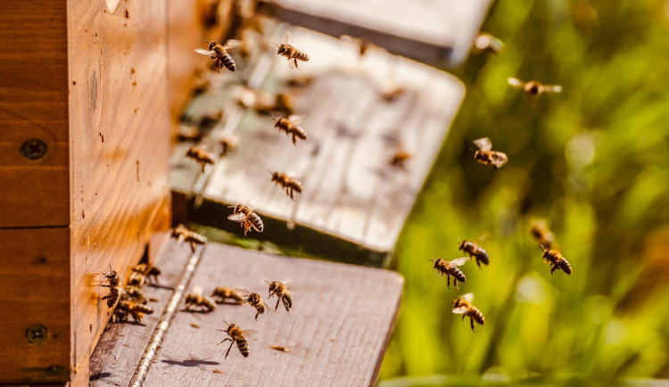 Včelí krádež na Českoskalicku, zmizely úly za desítky tisíc korun