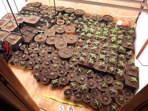 Policie navrhla obžalovat 20 obviněných v kauze falešných bankéřů. Škoda 100 milionů