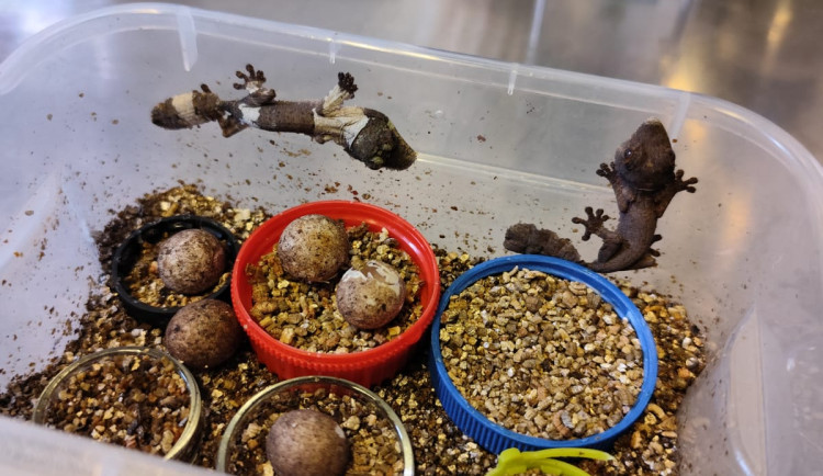 Teraristika Zoo Liberec slaví úspěchy: stovka mláďat i zcela nové druhy