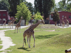 Objevte krásy Královéhradeckého kraje: Nejlepší tipy na výlety
