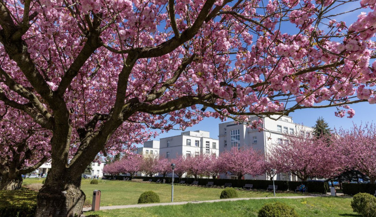 Pacienti se vyhnou nevhodným kombinacím léků. Hradecká nemocnice nabízí bezplatné konzultace