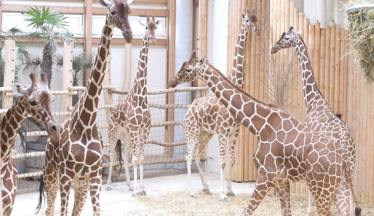 Utracení 48 žiraf je nejsmutnější kapitolou historie dvorské zoo