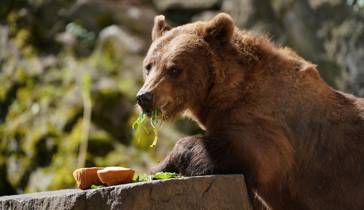Petice i otevřený dopis. Boj o medvědy v hradních příkopech pokračuje