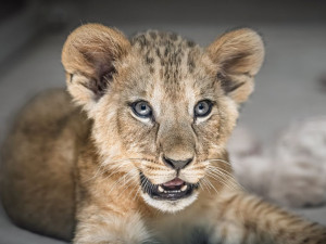 Dvorská ZOO zahájí zítra letní sezonu s omezeným safari, vstupné se zvýší