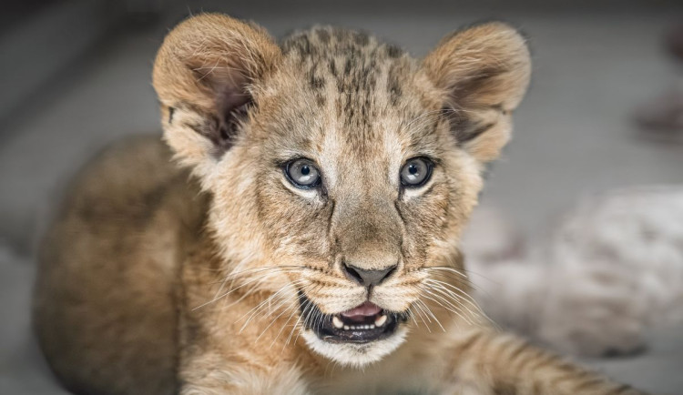 Dvorská ZOO zahájí zítra letní sezonu s omezeným safari, vstupné se zvýší