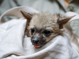 Světová senzace v Safari Parku: nová máďata hyenek hřivnatých