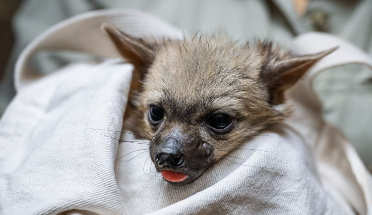 Světová senzace v Safari Parku: Mláďata hyenek hřivnatých!