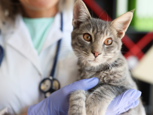 Město Dvůr Králové nad Labem podpoří veterinární péči pro zraněná zvířata