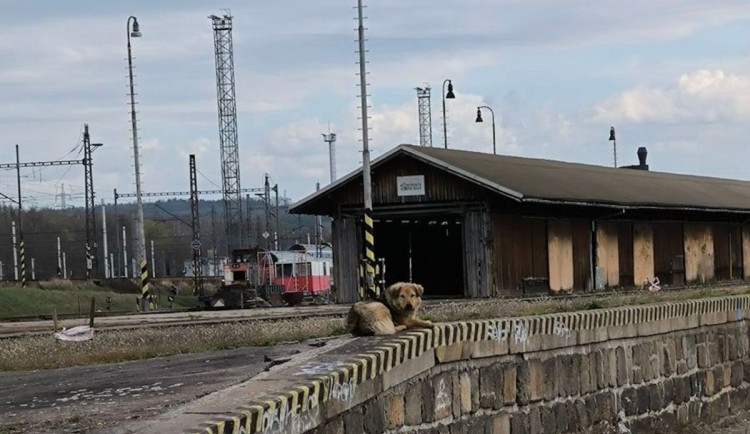 Rumunská fenka se prokousala z kotce a je opět na útěku