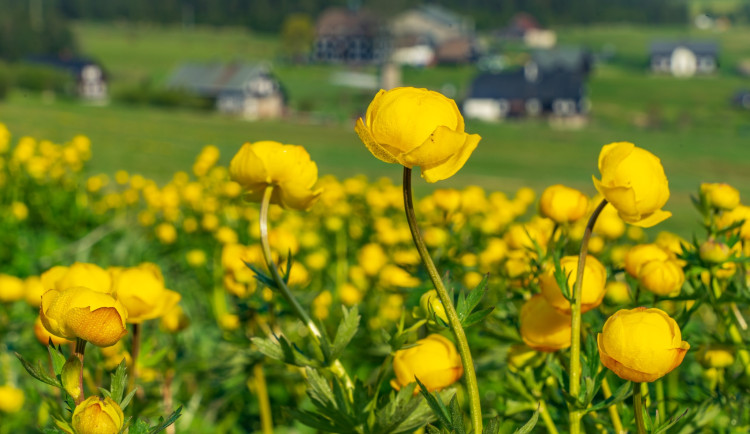 Nechoďte mezi upolíny na Jizerce, prosí Turistický region Jizerky