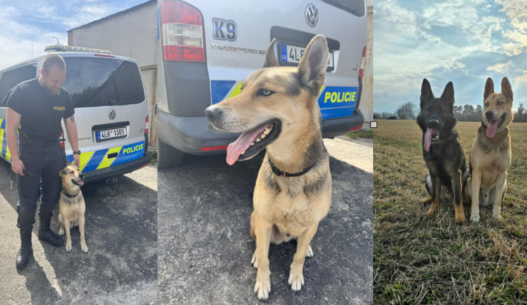 Hvězdná kariéra psa Normana - z útulku do služby u policie. Vyhledává výbušniny