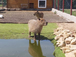 Ze zooparku v České Skalici zmizela kapybara Fifinka. Majitel prosí o pomoc veřejnost